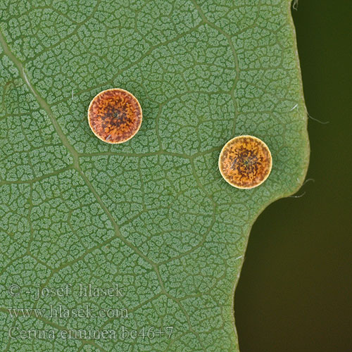 eggs Hermine Cerura Phalaena erminea Witte hermelijnvlinder Hermelin púposszövő Weisser Gabelschwanz Hermelinspinner Großer Hermelin Widłogonka gronostajka Гарпия белая Hranostajník biely Hranostajník bílý Hermelingaffelsvans Etelänhaarukkakehrääjä