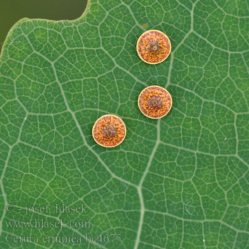 eggs Hermine Cerura erminea Witte hermelijnvlinder Hermelin púposszövő Weisser Gabelschwanz Hermelinspinner Großer Hermelin Widłogonka gronostajka Гарпия белая Hranostajník biely Hranostajník bílý Hermelingaffelsvans Etelänhaarukkakehrääjä