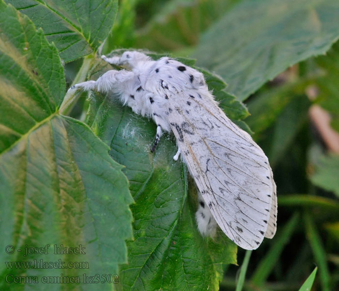 Cerura erminea