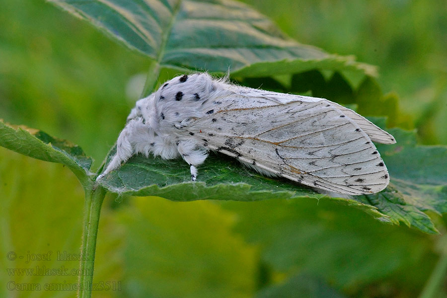 Großer Hermelin Widłogonka gronostajka Cerura erminea