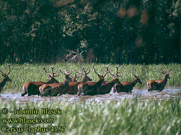 Cervus elaphus Red Deer Cerf élaphe Rothirsch Ciervo Jelen lesní evropský Jeleň hôrny obyčajný Cervo Edelhert kronhjort hjort Saksanhirvi gímszarvas szarvas Veado Punahirv hirv briedis staltbriedis elnias Kızıl geyik Благороден Благородният елен Jelen obični 、アカシカ Jeleń szlachetny Cerbul Благоpодный олень Navadni jelen 马鹿