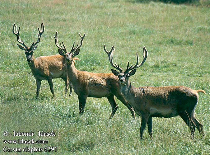 Cervus elaphus 6391