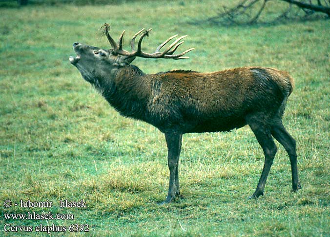 Cervus elaphus 6392