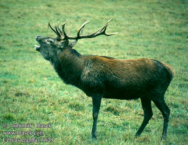 Cervus elaphus 6629