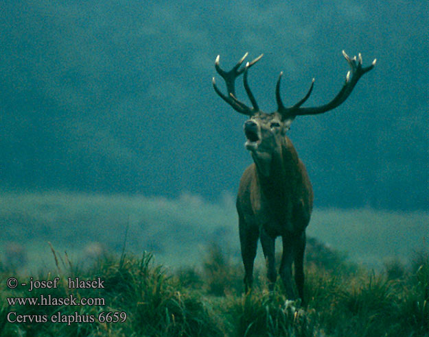 Cervus elaphus 6655