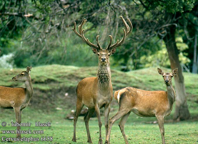 Red Deer Cerf élaphe Rothirsch Ciervo Jelen lesní evropský Jeleň hôrny obyčajný Cervo Edelhert Kronhjort Hjort Saksanhirvi gímszarvas szarvas Veado Punahirv hirv Briedis staltbriedis elnias Kızıl geyik Благороден Благородният елен Jelen obični 、アカシカ Jeleń szlachetny Cerbul Благоpодный олень Navadni jelen 马鹿 Cervus elaphus