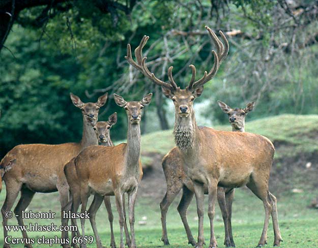 Cerf élaphe Rothirsch Ciervo Jelen lesní evropský Jeleň hôrny obyčajný Cervo Edelhert Kronhjort Hjort Saksanhirvi gímszarvas szarvas Veado Punahirv hirv Briedis staltbriedis elnias Kızıl geyik Благороден Благородният елен Jelen obični 、アカシカ Jeleń szlachetny Cerbul Благоpодный олень Navadni jelen 马鹿 Cervus elaphus Red Deer