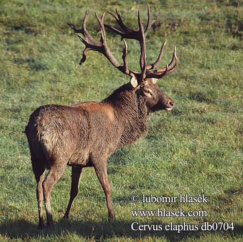 Cervus elaphus db0704