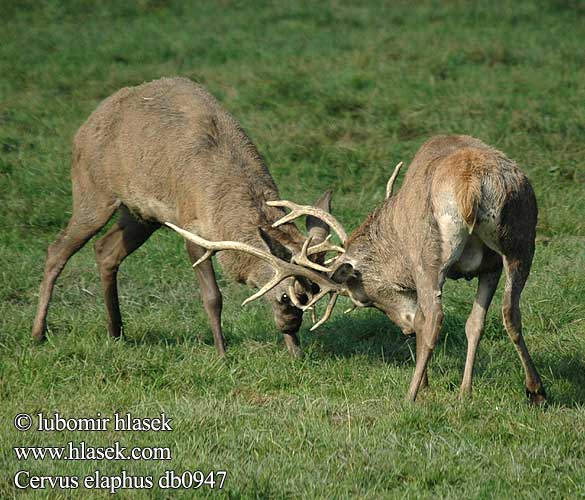 Cervus elaphus db0947