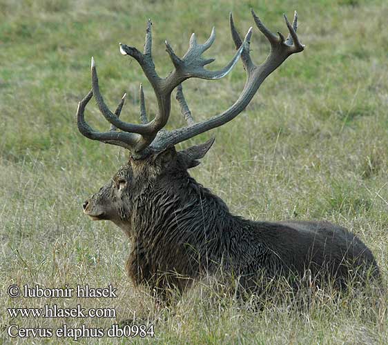 Cervus elaphus db0984