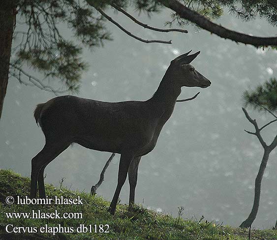 Jelen obični 、アカシカ Jeleń szlachetny Cerbul Благоpодный олень Navadni jelen 马鹿 Cervus elaphus Red Deer Cerf élaphe Rothirsch Ciervo Jelen lesní evropský Jeleň hôrny obyčajný Cervo Edelhert Kronhjort Hjort Saksanhirvi Gímszarvas szarvas Veado Punahirv hirv Briedis staltbriedis elnias Kızıl geyik Благороден Благородният елен