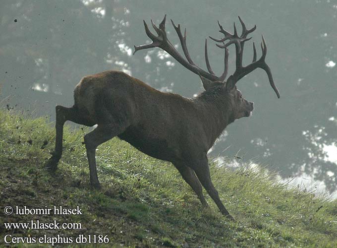 アカシカ Jeleń szlachetny Cerbul Благоpодный олень Navadni jelen 马鹿 Cervus elaphus Red Deer Cerf élaphe Rothirsch Ciervo Jelen lesní evropský Jeleň hôrny obyčajný Cervo Edelhert Kronhjort Hjort Saksanhirvi Gímszarvas szarvas Veado Punahirv hirv Briedis staltbriedis elnias Kızıl geyik Благороден Благородният елен Jelen obični