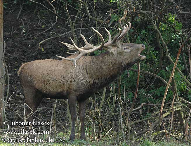 Cervus elaphus db1257