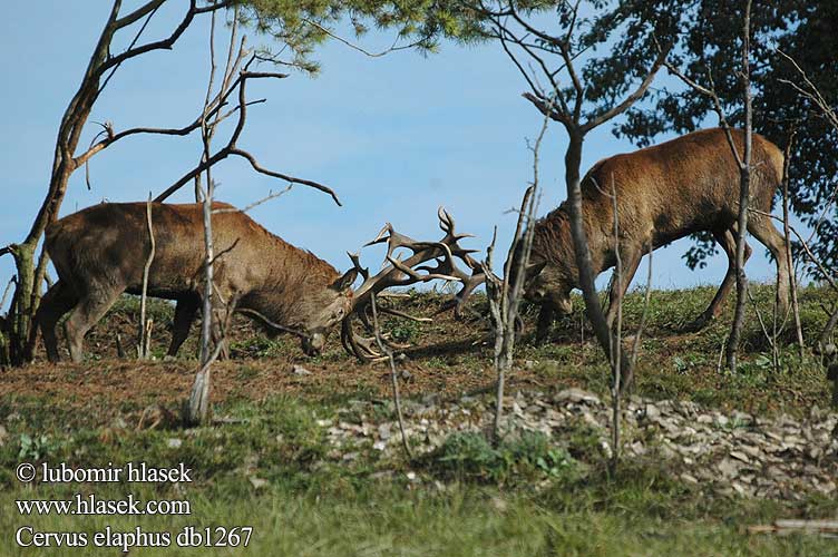 Cervus elaphus db1267