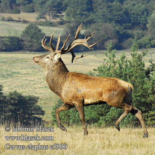 Благоpодный олень Navadni jelen 马鹿 Cervus elaphus Red Deer Cerf élaphe Rothirsch Ciervo Jelen lesní evropský Jeleň hôrny obyčajný Cervo Edelhert Kronhjort Hjort Saksanhirvi Gímszarvas szarvas Veado Punahirv hirv Briedis staltbriedis elnias Kızıl geyik Благороден Благородният елен Jelen obični アカシカ Jeleń szlachetny Cerbul