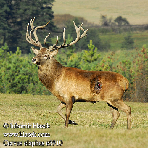 Navadni jelen 马鹿 Cervus elaphus Red Deer Cerf élaphe Rothirsch Ciervo Jelen lesní evropský Jeleň hôrny obyčajný Cervo Edelhert Kronhjort Hjort Saksanhirvi Gímszarvas szarvas Veado Punahirv hirv Briedis staltbriedis elnias Kızıl geyik Благороден Благородният елен Jelen obični アカシカ Jeleń szlachetny Cerbul Благоpодный олень