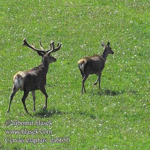 Cervus elaphus Red Deer Cerf élaphe Rothirsch Ciervo jelen lesní evropský Jeleň hôrny obyčajný Cervo Edelhert kronhjort hjort Saksanhirvi gímszarvas szarvas Veado Punahirv hirv briedis staltbriedis elnias Kızıl geyik Благороден Благородният елен Jelen obični 、アカシカ Jeleń szlachetny Cerbul Благоpодный олень Navadni jelen 马鹿