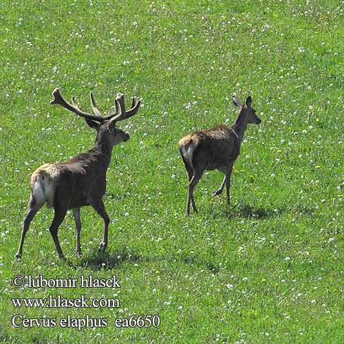 Cervus elaphus ea6650