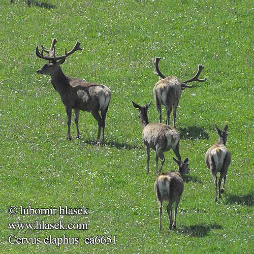 Cervus elaphus Благороден Благородният елен Jelen obični 、アカシカ Jeleń szlachetny Cerbul Благоpодный олень Navadni jelen 马鹿 Red Deer Cerf élaphe Rothirsch Ciervo jelen lesní evropský Jeleň hôrny obyčajný Cervo Edelhert kronhjort hjort Saksanhirvi gímszarvas szarvas Veado Punahirv hirv briedis staltbriedis elnias Kızıl geyik