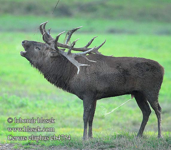 Cervus elaphus eb4754