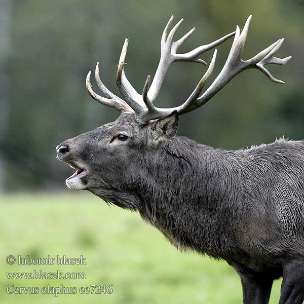 Cervus elaphus Jelen lesní evropský Jeleň hôrny obyčajný Cervo Edelhert Kronhjort Hjort Saksanhirvi Red Deer Cerf élaphe Rothirsch Ciervo Gímszarvas szarvas Veado Punahirv hirv Briedis staltbriedis Elnias Kızıl geyik Благороден Благородният елен Jelen obični アカシカ Jeleń szlachetny Cerbul Благоpодный олень Navadni jelen 马鹿