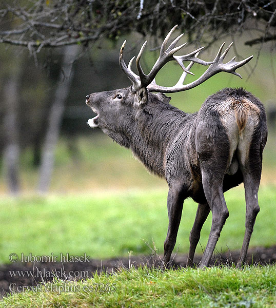 Cervus elaphus ee7265