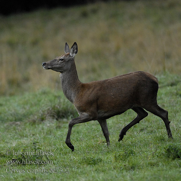 Cervus elaphus ee7302