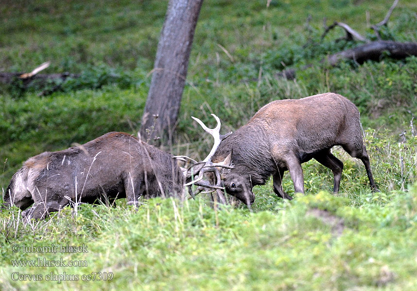 Cervus elaphus ee7309