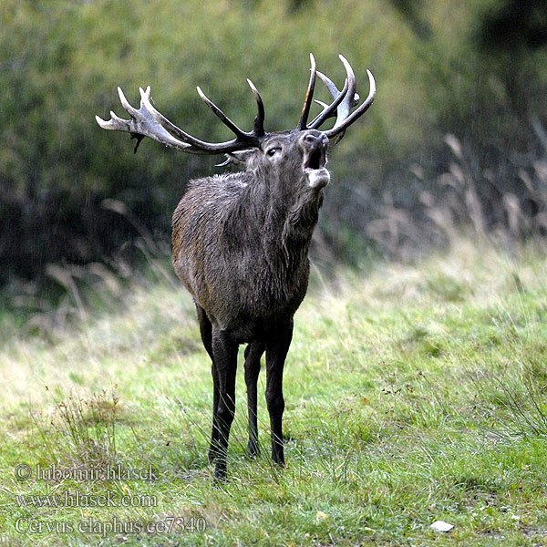 Cervus elaphus ee7340