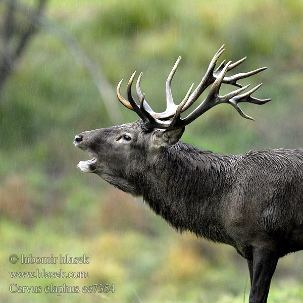 Cervus elaphus Hjort Saksanhirvi Red Deer Cerf élaphe Rothirsch Ciervo Gímszarvas szarvas Veado Punahirv hirv Briedis staltbriedis Elnias Kızıl geyik Благороден Благородният елен Jelen obični アカシカ Jeleń szlachetny Cerbul Благоpодный олень Navadni jelen 马鹿 Jelen lesní evropský Jeleň hôrny obyčajný Cervo Edelhert Kronhjort