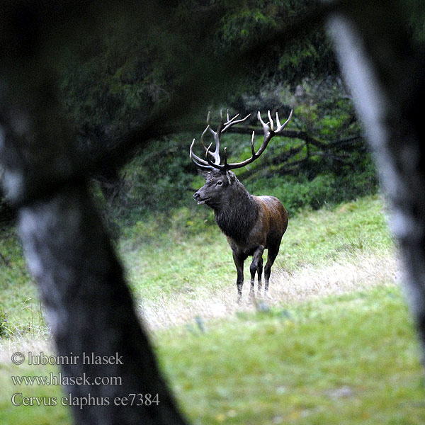 Cervus elaphus ee7384