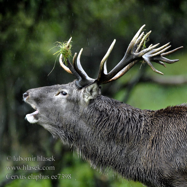 Cervus elaphus ee7398