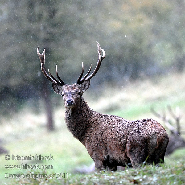 Cervus elaphus ee7411