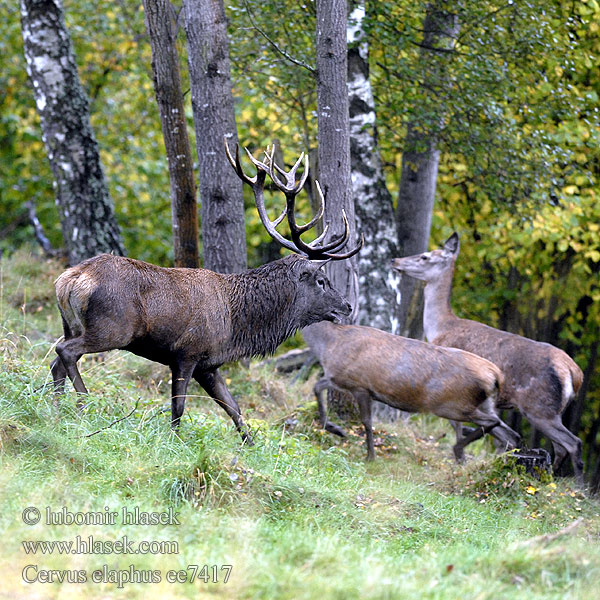 Cervus elaphus ee7417