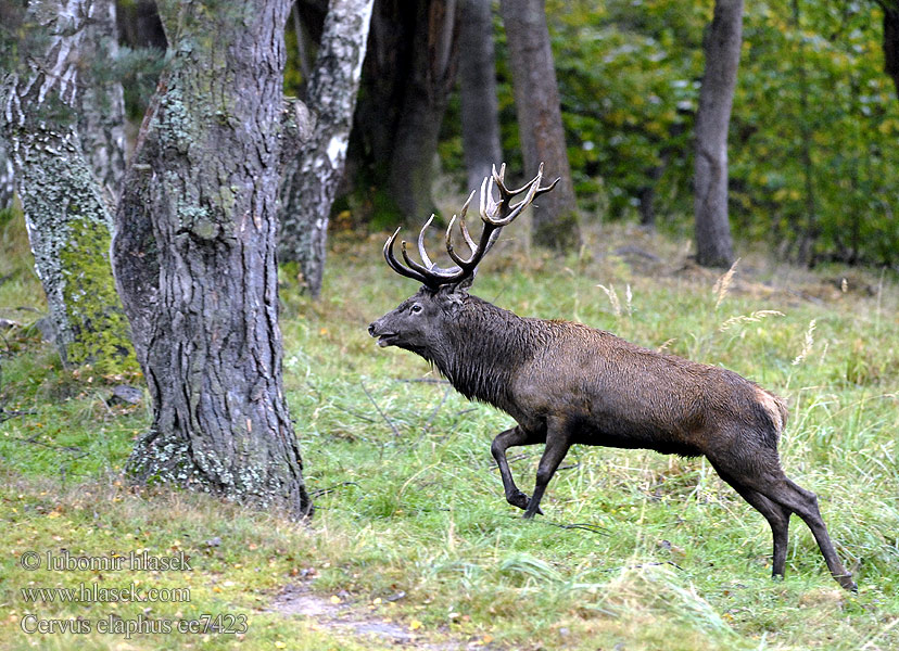 Cervus elaphus Ciervo Gímszarvas szarvas Veado Punahirv hirv Briedis staltbriedis Elnias Kızıl geyik Благороден Благородният елен Jelen obični アカシカ Jeleń szlachetny Cerbul Благоpодный олень Navadni jelen 马鹿 Jelen lesní evropský Jeleň hôrny obyčajný Cervo Edelhert Kronhjort Hjort Saksanhirvi Red Deer Cerf élaphe Rothirsch