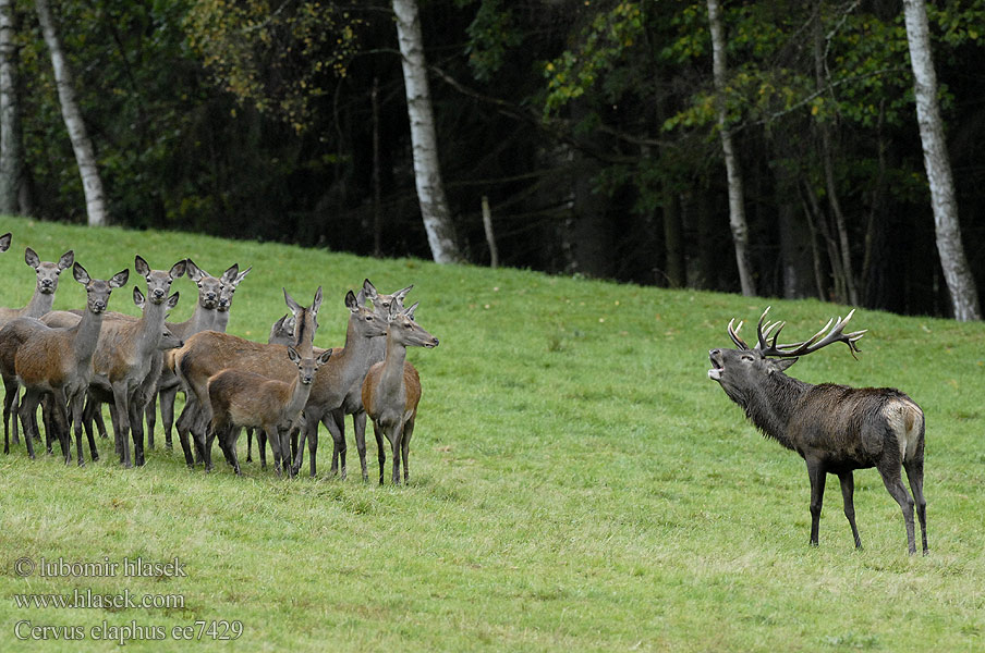 Cervus elaphus ee7429