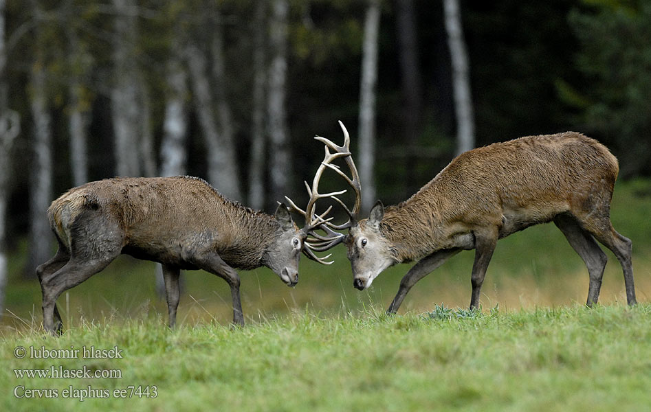 Cervus elaphus ee7443