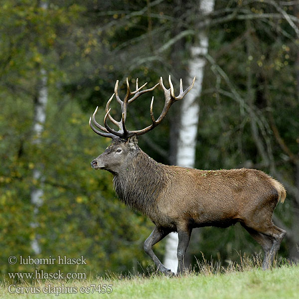 Cervus elaphus ee7455