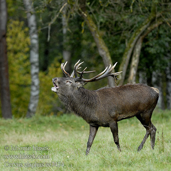 Cervus elaphus ee7474