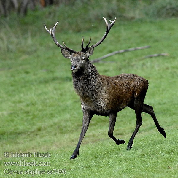 Cervus elaphus ee7496