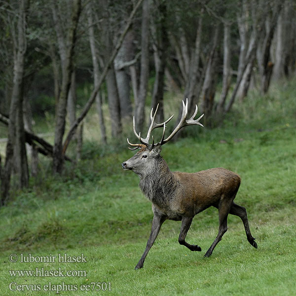 Cervus elaphus ee7501