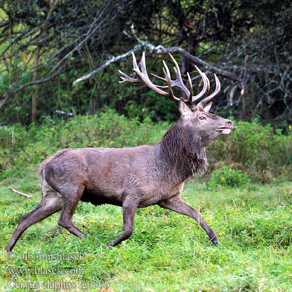 Cervus elaphus fg0306