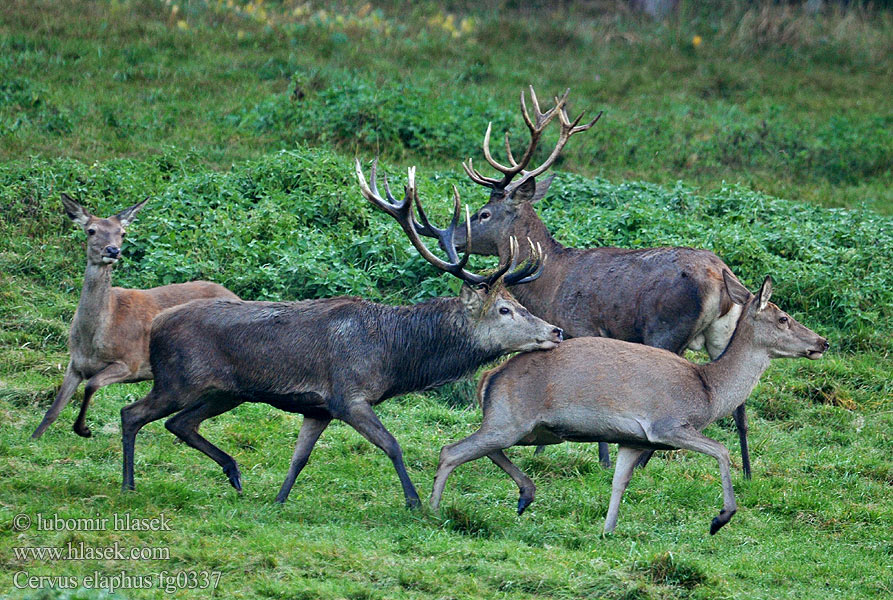 Cervus elaphus fg0337