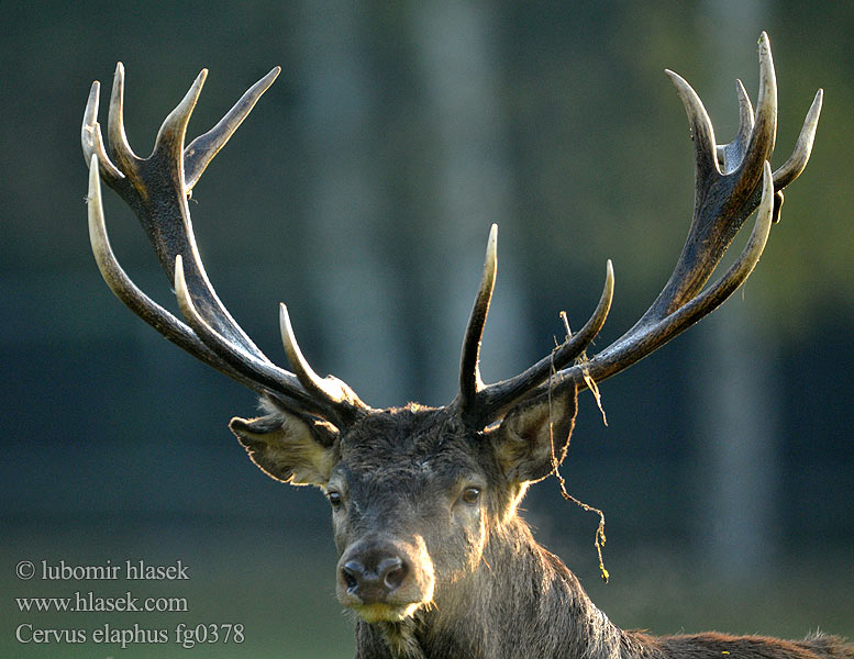 Cervus elaphus fg0378