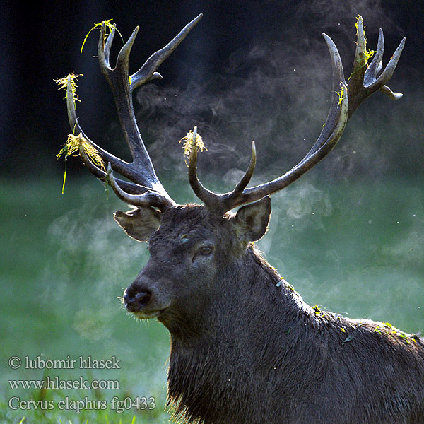 Cervus elaphus Jeleń szlachetny Cerbul Благоpодный олень Navadni jelen 马鹿 Jelen lesní evropský Jeleň hôrny obyčajný Cervo Edelhert Kronhjort Hjort Saksanhirvi Red Deer Cerf élaphe Rothirsch Ciervo Gímszarvas szarvas Veado Punahirv hirv Briedis staltbriedis Elnias Kızıl geyik Благороден Благородният елен Jelen obični アカシカ