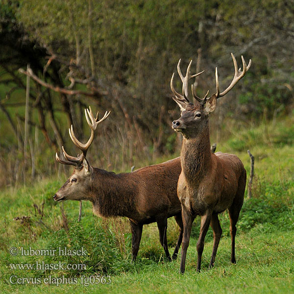 Cervus elaphus Cerbul Благоpодный олень Navadni jelen 马鹿 Jelen lesní evropský Jeleň hôrny obyčajný Cervo Edelhert Kronhjort Hjort Saksanhirvi Red Deer Cerf élaphe Rothirsch Ciervo Gímszarvas szarvas Veado Punahirv hirv Briedis staltbriedis Elnias Kızıl geyik Благороден Благородният елен Jelen obični アカシカ Jeleń szlachetny