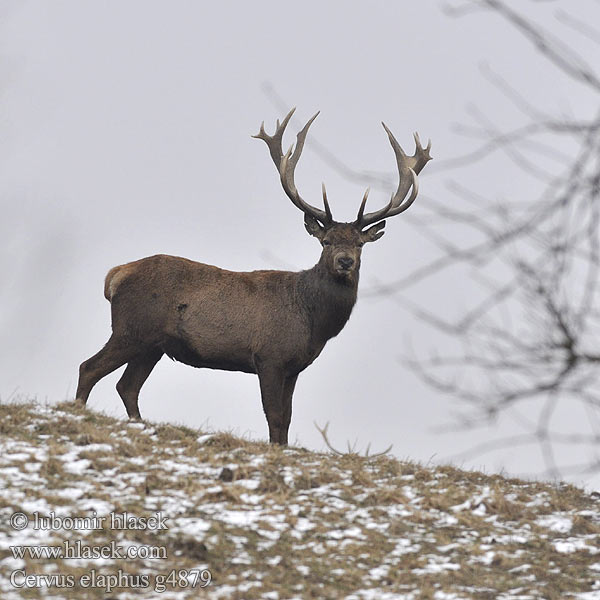 Cervus elaphus Благоpодный олень Navadni jelen 马鹿 Jelen lesní evropský Jeleň hôrny obyčajný Cervo Edelhert Kronhjort Hjort Saksanhirvi Red Deer Cerf élaphe Rothirsch Ciervo Gímszarvas szarvas Veado Punahirv hirv Briedis staltbriedis Elnias Kızıl geyik Благороден Благородният елен Jelen obični アカシカ Jeleń szlachetny Cerbul