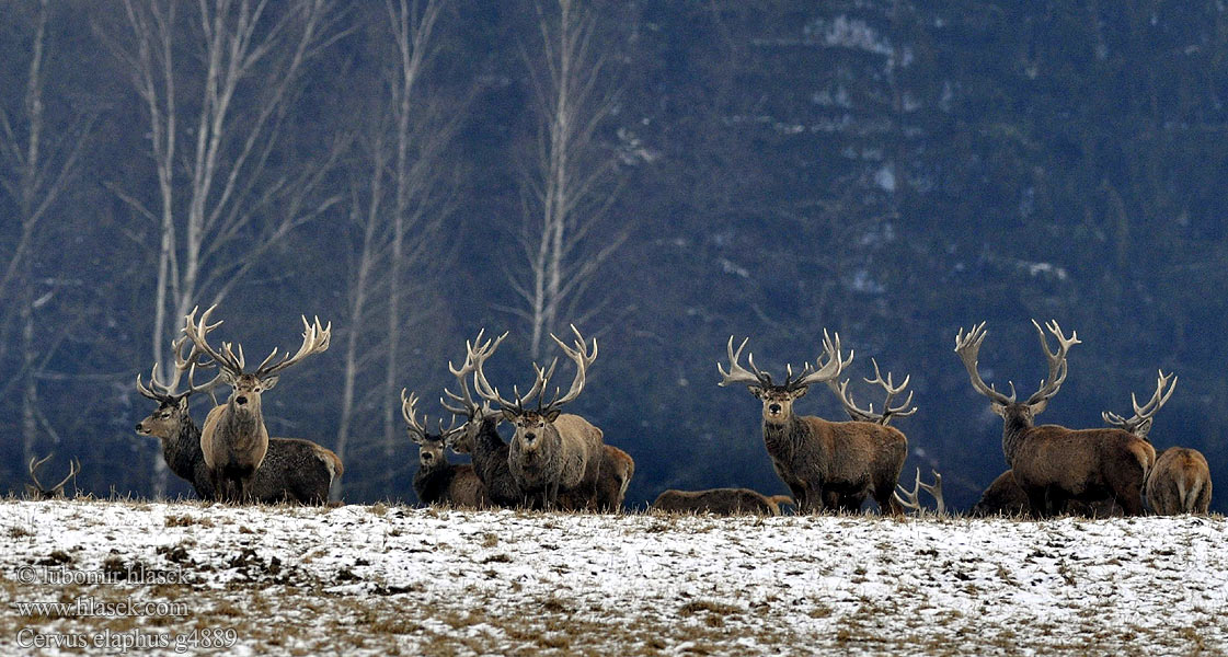 Cervus elaphus 马鹿 Jelen lesní evropský Jeleň hôrny obyčajný Cervo Edelhert Kronhjort Hjort Saksanhirvi Red Deer Cerf élaphe Rothirsch Ciervo Gímszarvas szarvas Veado Punahirv hirv Briedis staltbriedis Elnias Kızıl geyik Благороден Благородният елен Jelen obični アカシカ Jeleń szlachetny Cerbul Благоpодный олень Navadni jelen