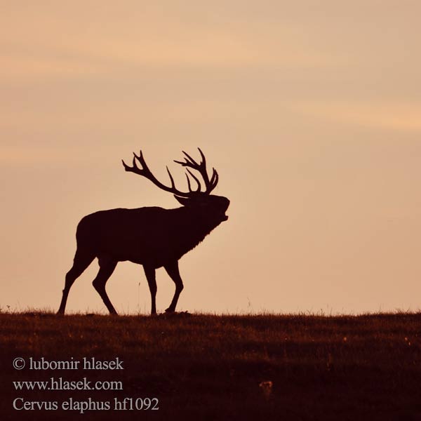 马鹿 Cervus elaphus Jelen lesní evropský Jeleň hôrny obyčajný Cervo Edelhert Kronhjort Hjort Saksanhirvi Red Deer Cerf élaphe Rothirsch Ciervo Gímszarvas szarvas Veado Punahirv hirv Briedis staltbriedis Elnias Kızıl geyik Благороден Благородният елен Jelen obični アカシカ Jeleń szlachetny Cerbul Благоpодный олень Navadni jelen