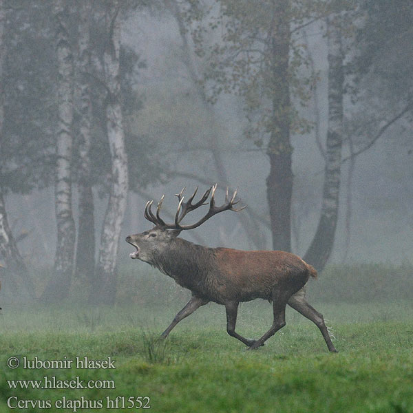 Cervus elaphus Jelen lesní evropský Jeleň hôrny obyčajný Cervo Edelhert Kronhjort Hjort Saksanhirvi Red Deer 马鹿 Cerf élaphe Rothirsch Ciervo Gímszarvas szarvas Veado Punahirv hirv Briedis staltbriedis Elnias Kızıl geyik Благороден Благородният елен Jelen obični アカシカ Jeleń szlachetny Cerbul Благоpодный олень Navadni jelen